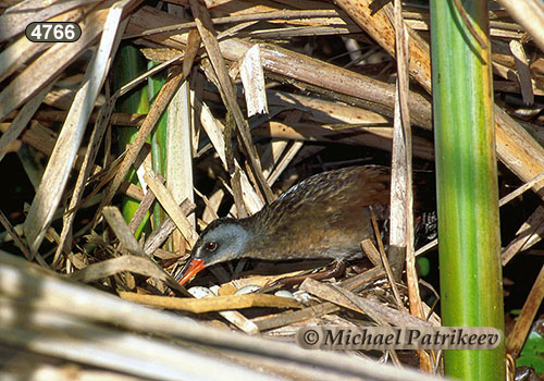 Virginia Rail (Rallus limicola)